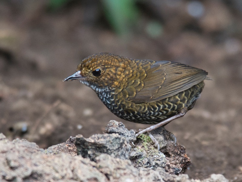 Birds of South East Asia