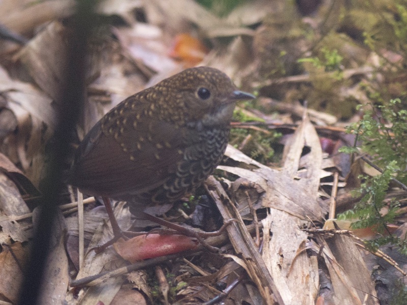 Birds of South East Asia