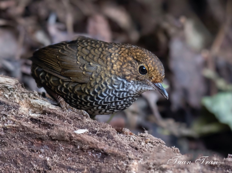 Birds of South East Asia