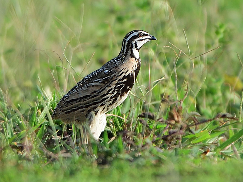 Birds of South East Asia