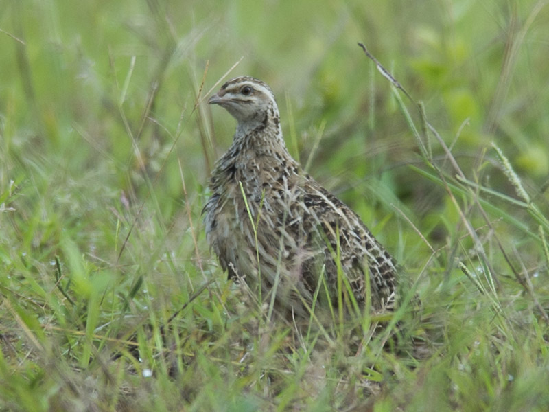 Birds of South East Asia