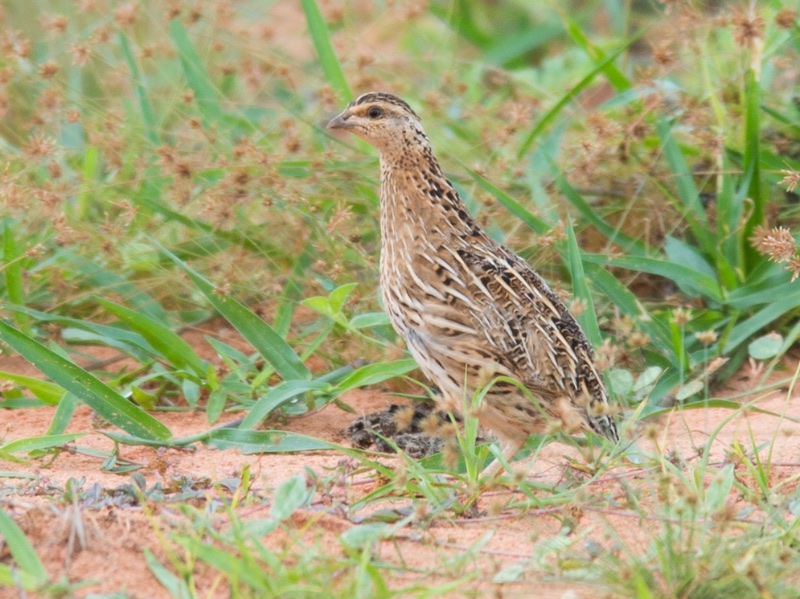 Birds of South East Asia