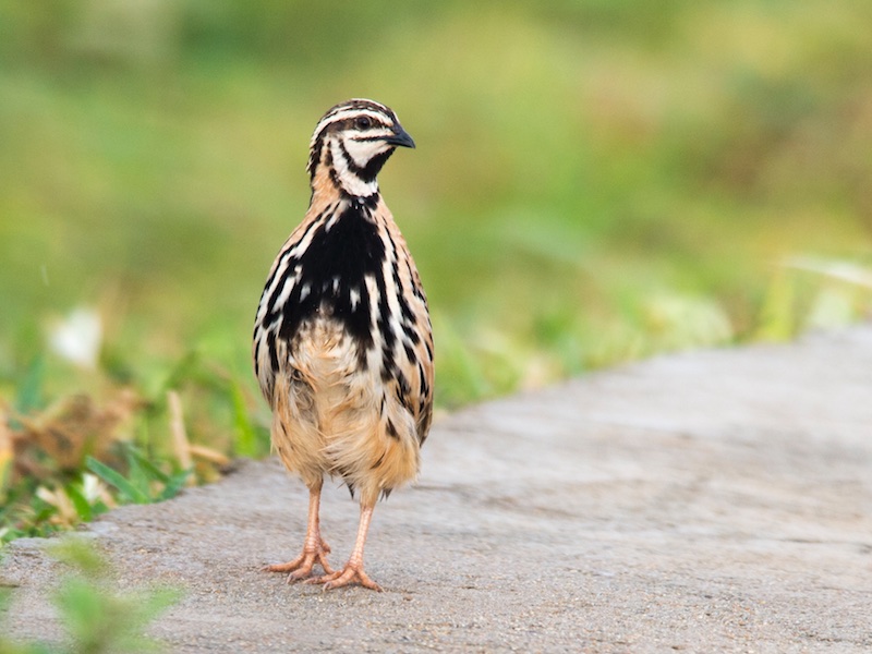 Birds of South East Asia