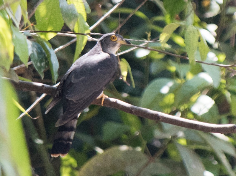 Birds of South East Asia