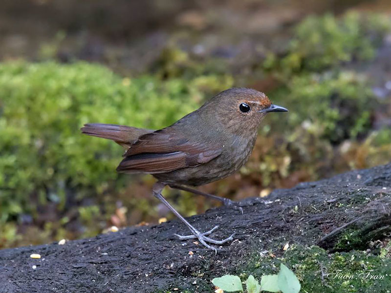 Birds of South East Asia