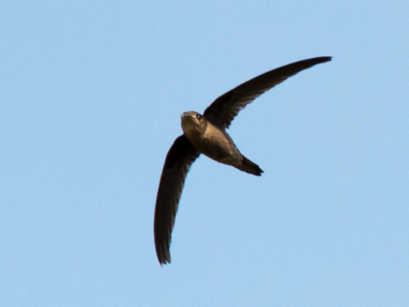 Birds of South East Asia