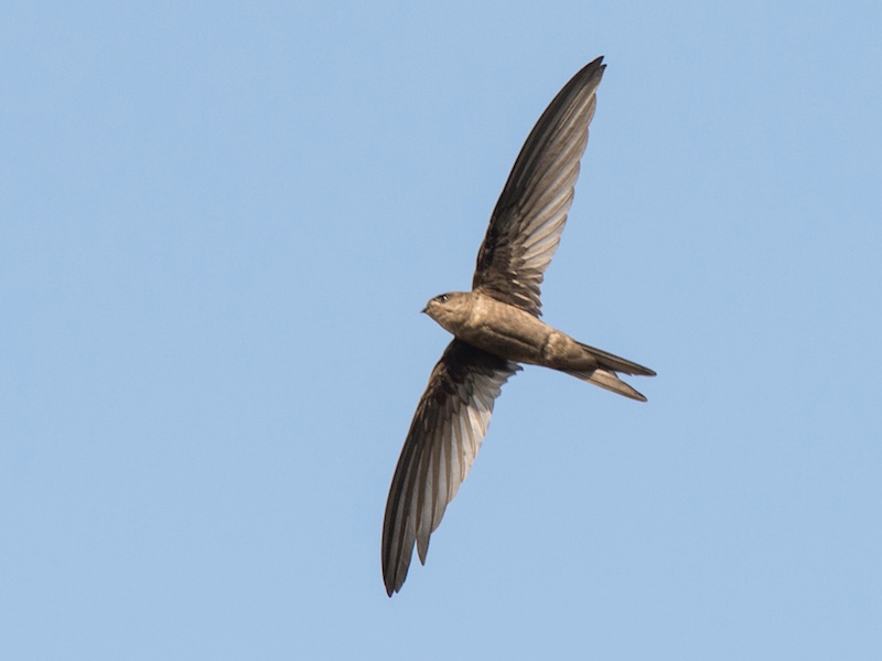 Birds of South East Asia