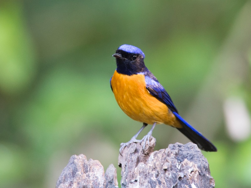 Birds of South East Asia