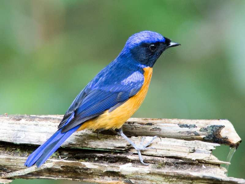 Birds of South East Asia