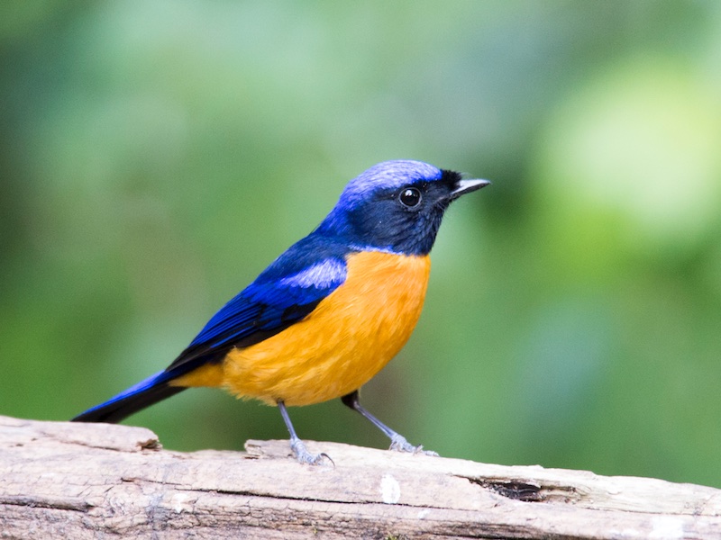 Birds of South East Asia