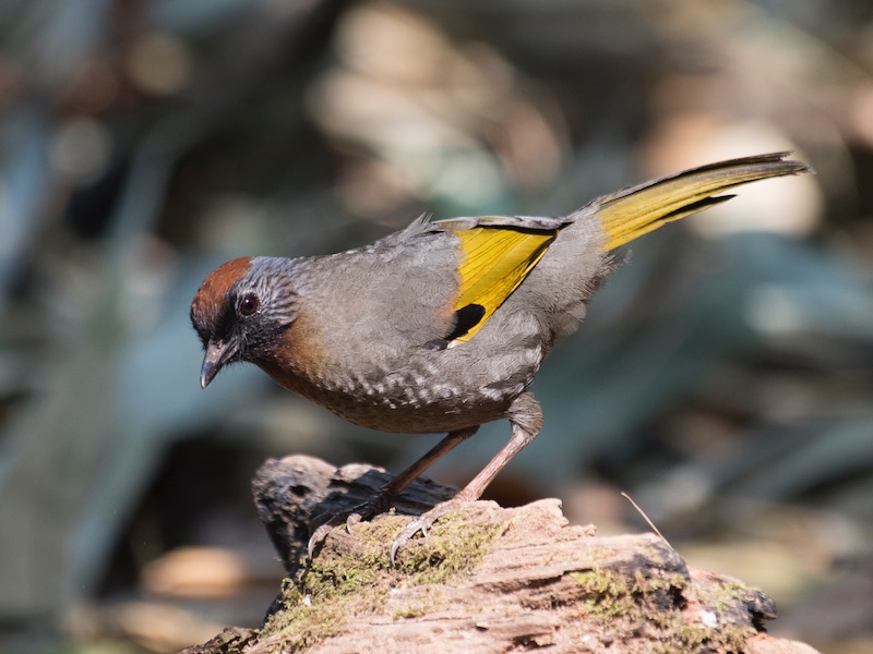 Birds of South East Asia
