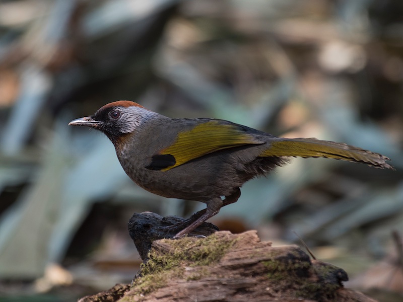 Birds of South East Asia