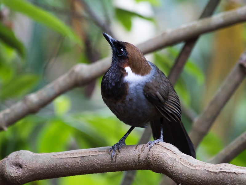 Birds of South East Asia