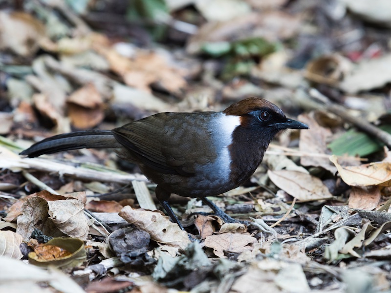 Birds of South East Asia