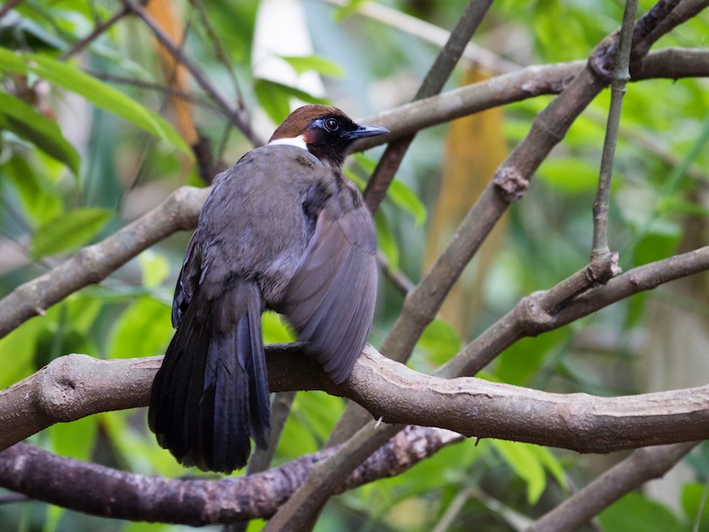 Birds of South East Asia