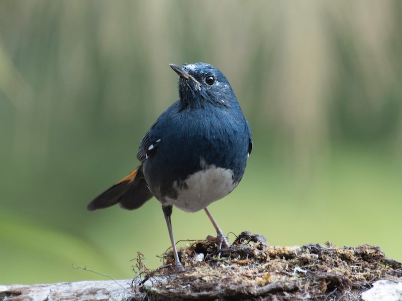 Birds of South East Asia