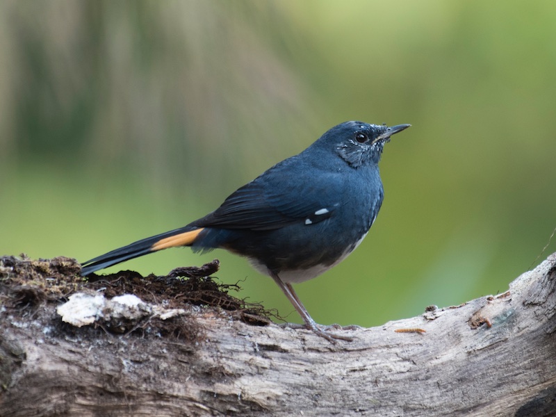 Birds of South East Asia