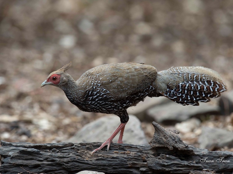 Birds of South East Asia