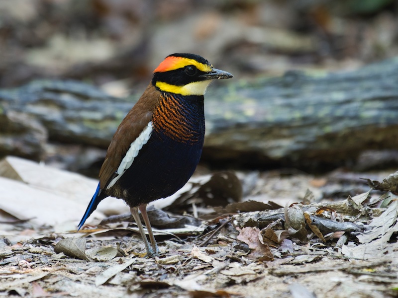 Birds of South East Asia