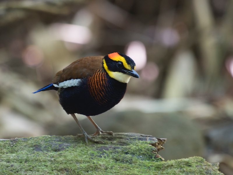 Birds of South East Asia