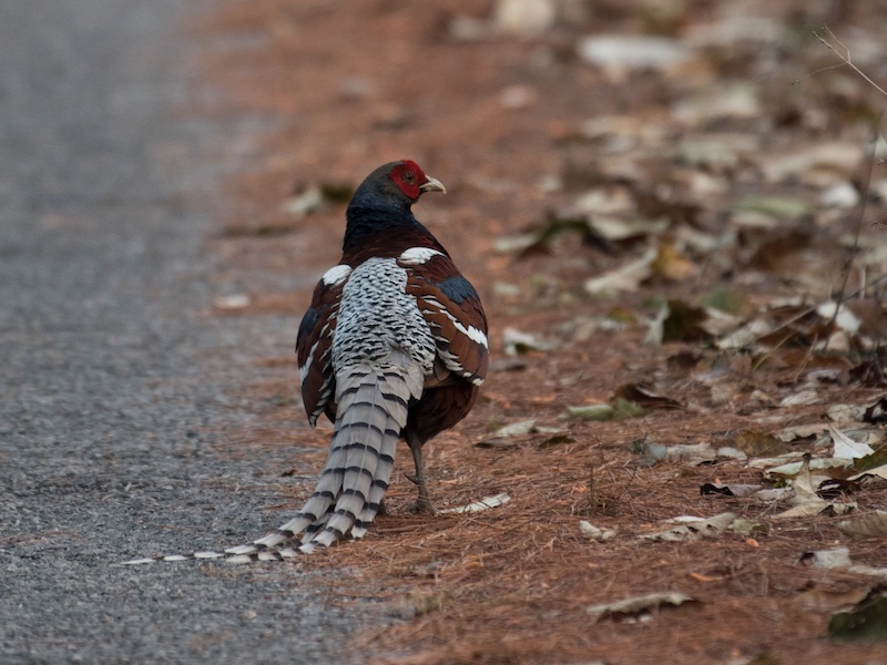 Birds of South East Asia