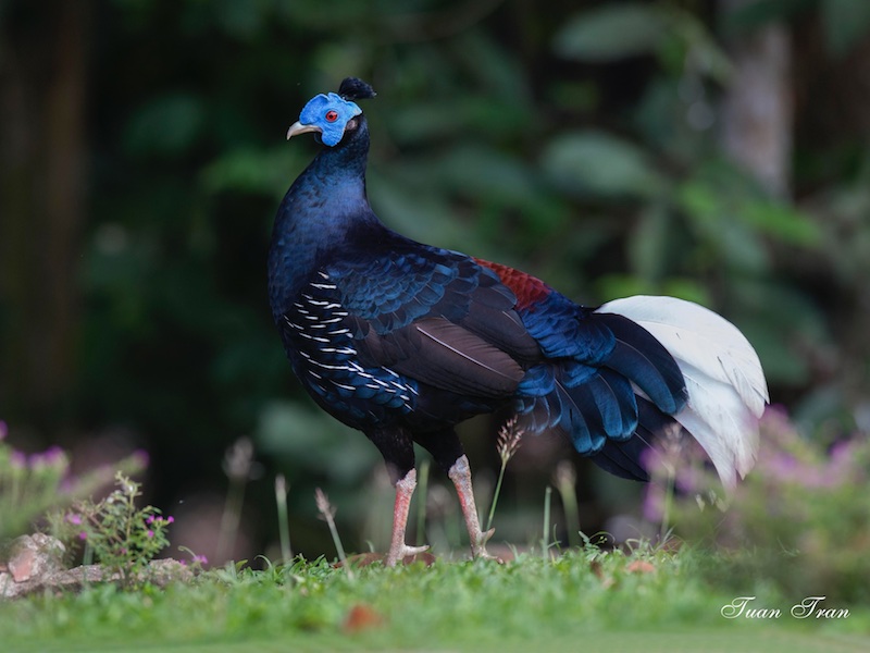 Birds of South East Asia