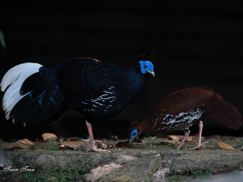 Birds of South East Asia