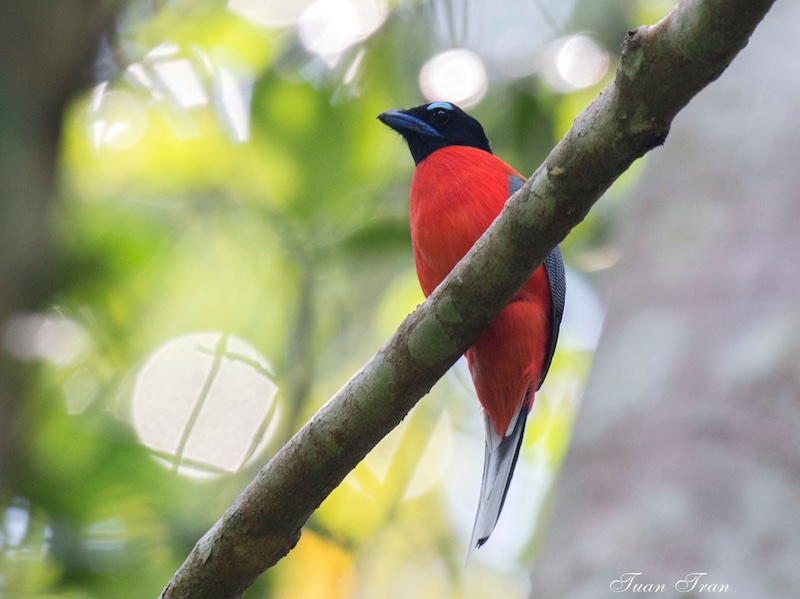 Birds of South East Asia