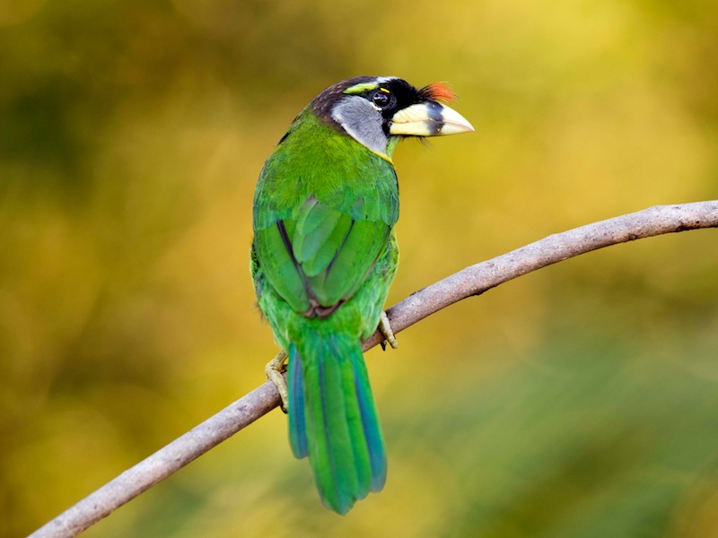 Birds of South East Asia