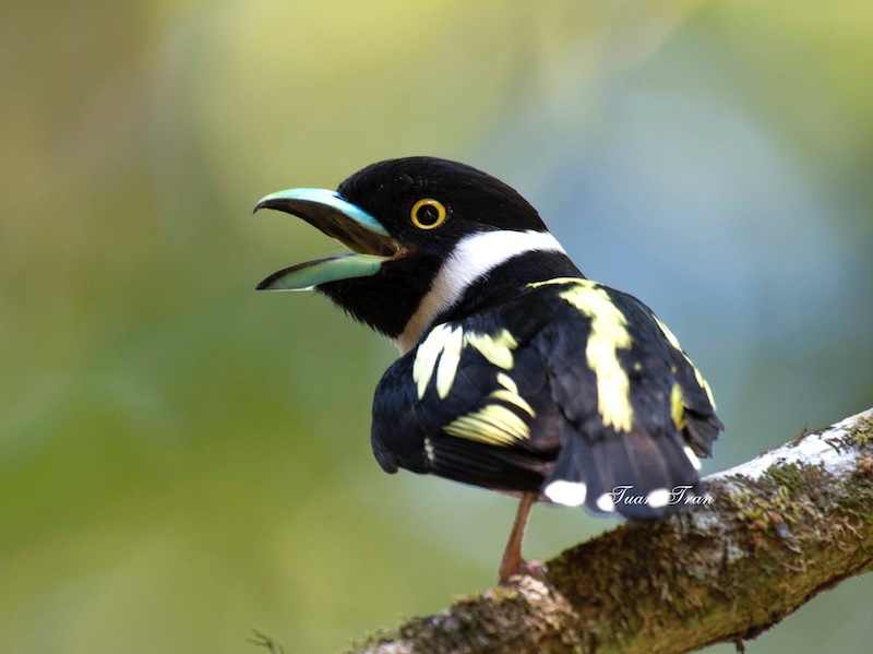 Birds of South East Asia