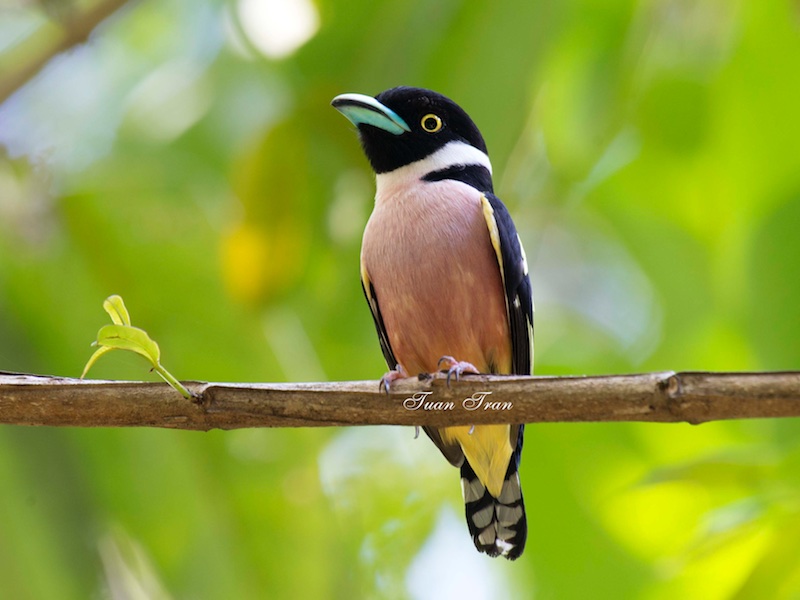 Birds of South East Asia