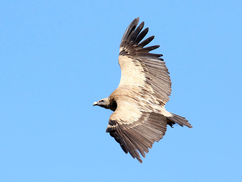 Birds of South East Asia