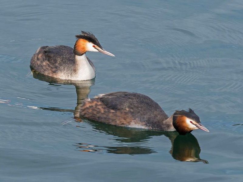 Birds of South East Asia
