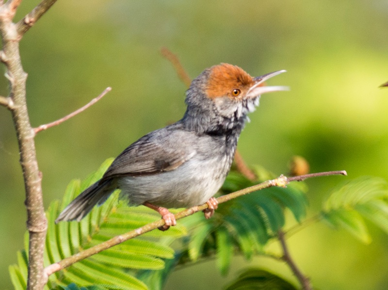 Birds of South East Asia