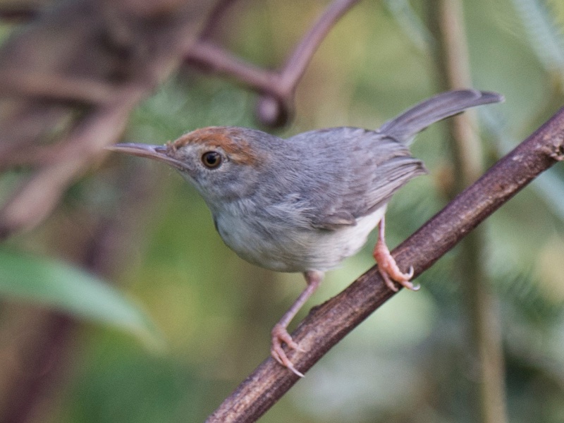 Birds of South East Asia