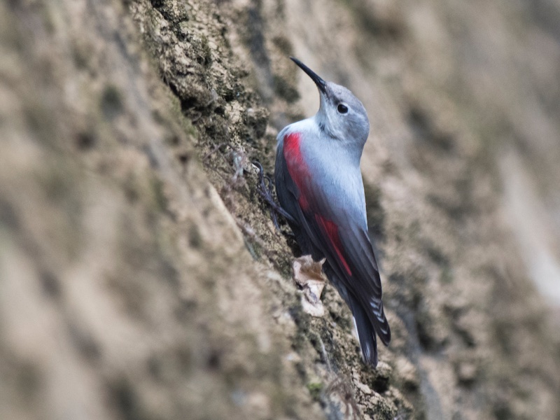 Birds of South East Asia