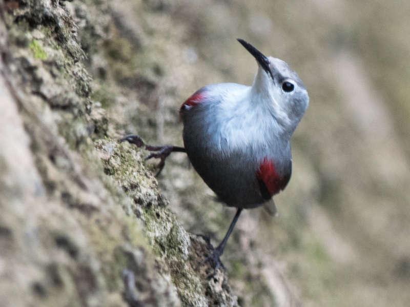 Birds of South East Asia