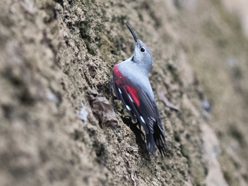 Birds of South East Asia