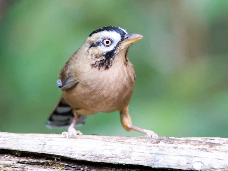 Birds of South East Asia