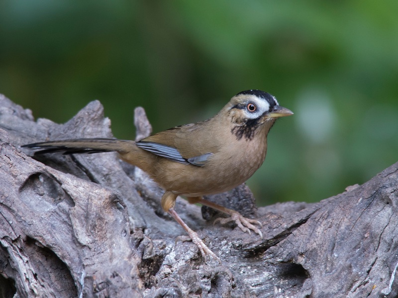 Birds of South East Asia