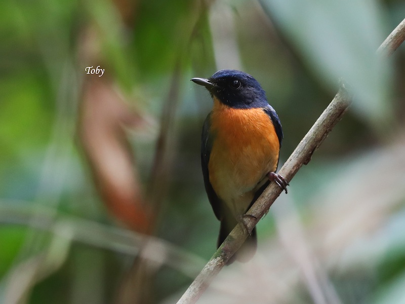 Birds of South East Asia