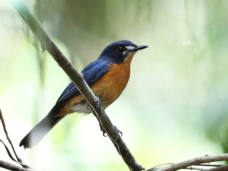 Birds of South East Asia