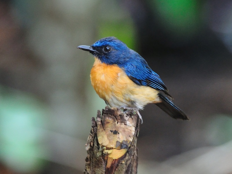 Birds of South East Asia