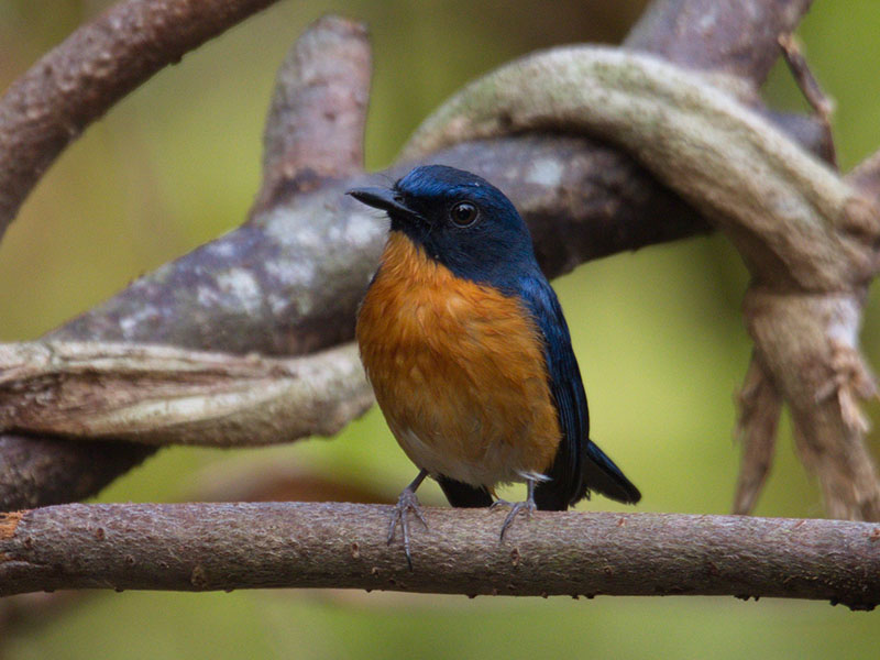 Birds of South East Asia