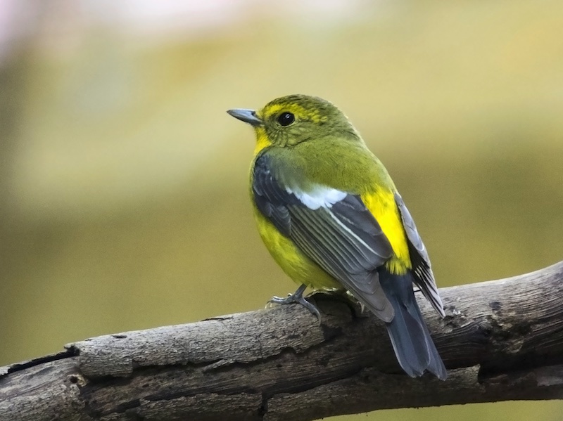 Birds of South East Asia