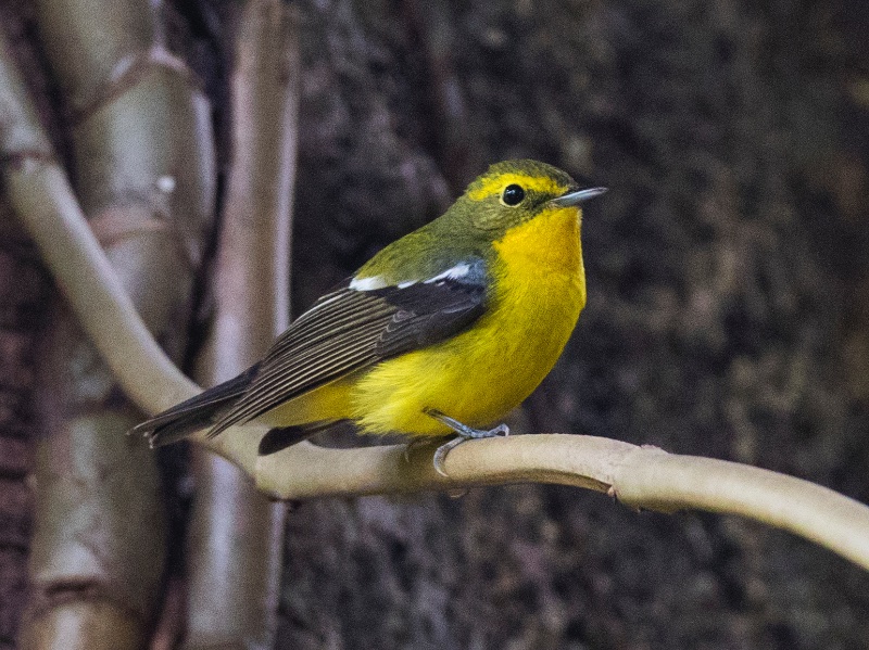Birds of South East Asia