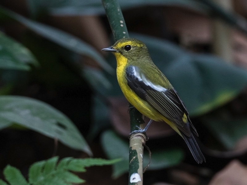Birds of South East Asia