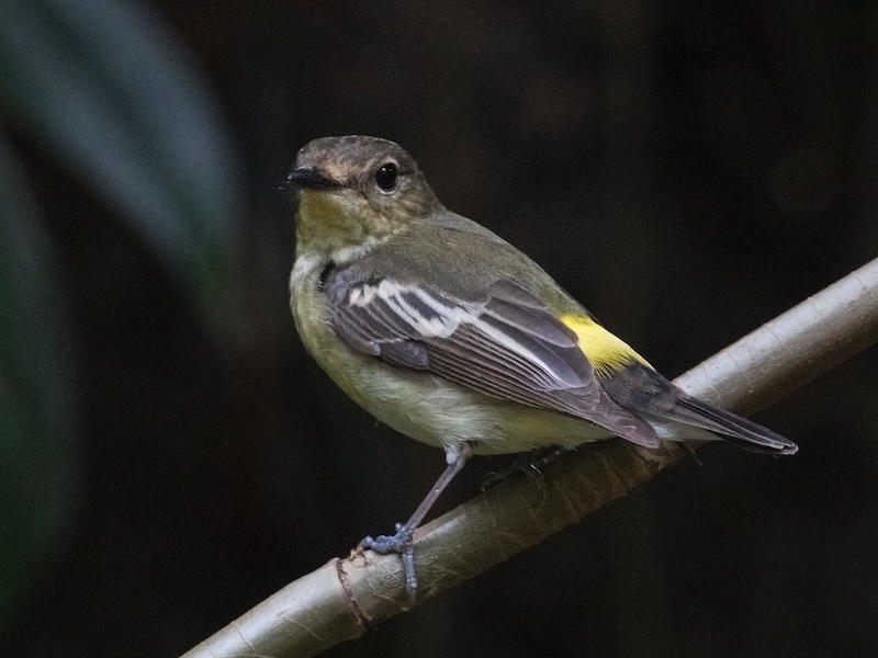 Birds of South East Asia
