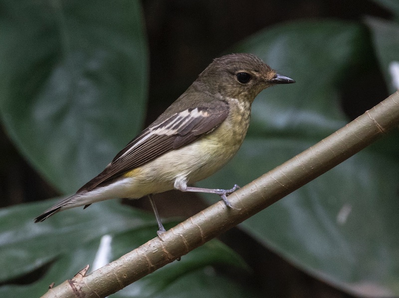 Birds of South East Asia
