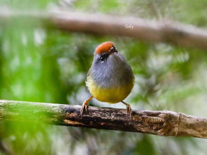 Birds of South East Asia